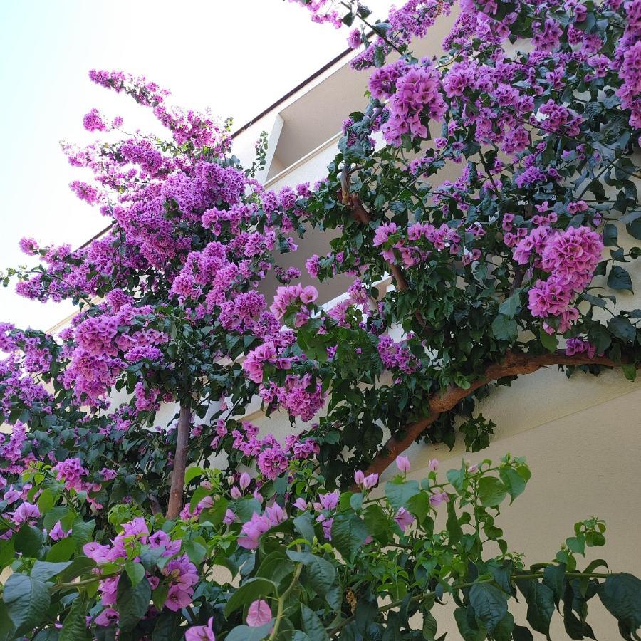Apartments Villa Cizmic Baška Voda Zewnętrze zdjęcie